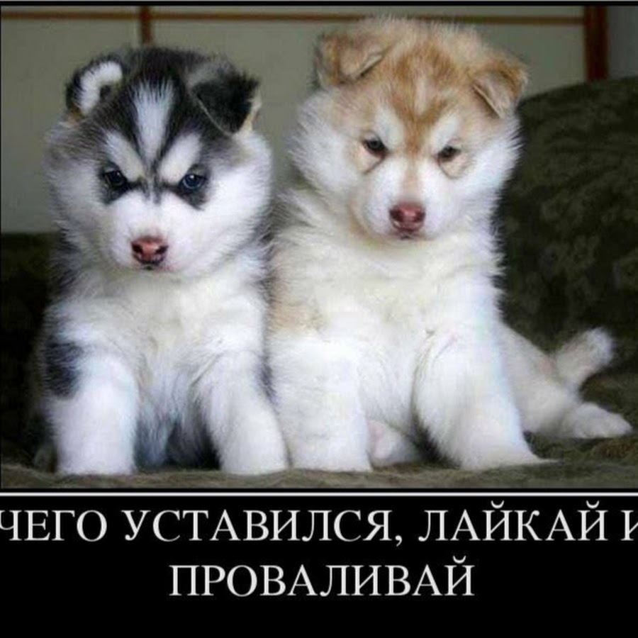 Хаски демотиватор