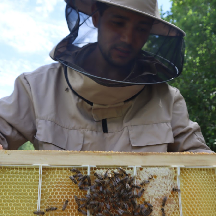 собирание меда у восточных