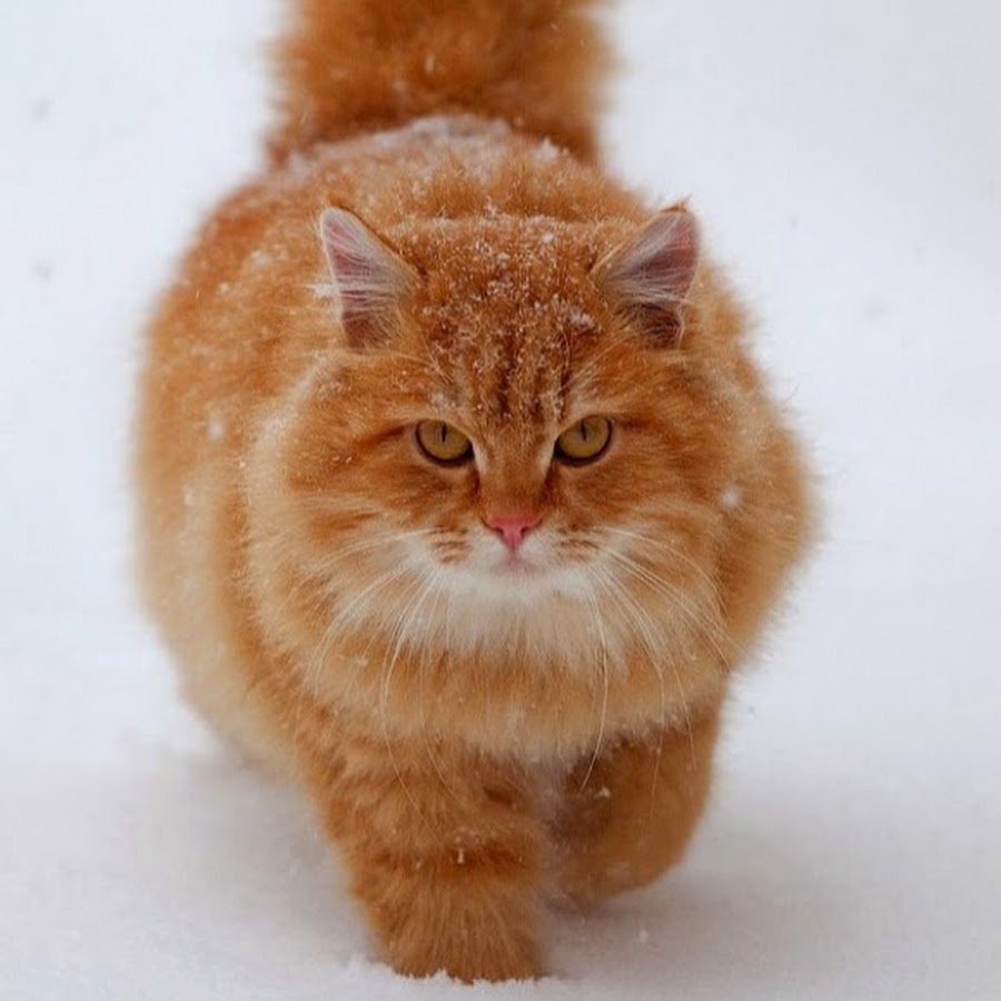 сибирская кошек с фотографиями и названиями