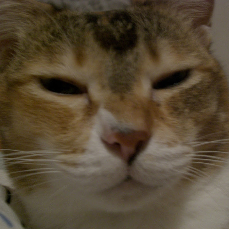 柒菇碌叔叔 - 網紅的藏寶箱 