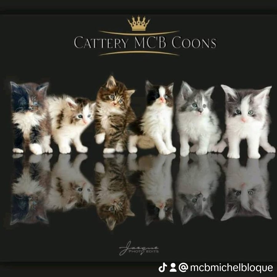 Cattery MC'B Coons Maicono Avatar canale YouTube 