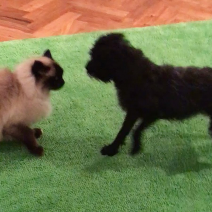 CAT VS DOG YouTube channel avatar
