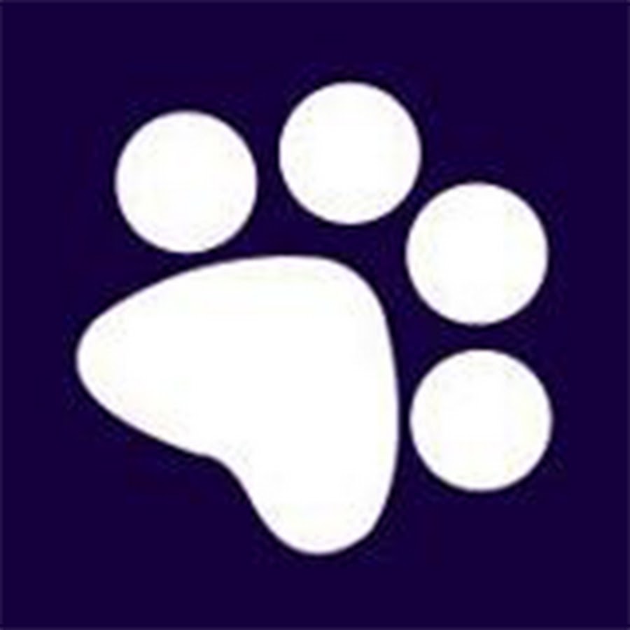 Portal do Dog YouTube kanalı avatarı