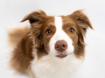 √完了しました！ コリー 画像 256341-ビア デット コリー 画像