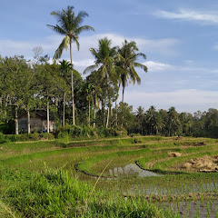Indonesian rural life