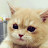 애옹이