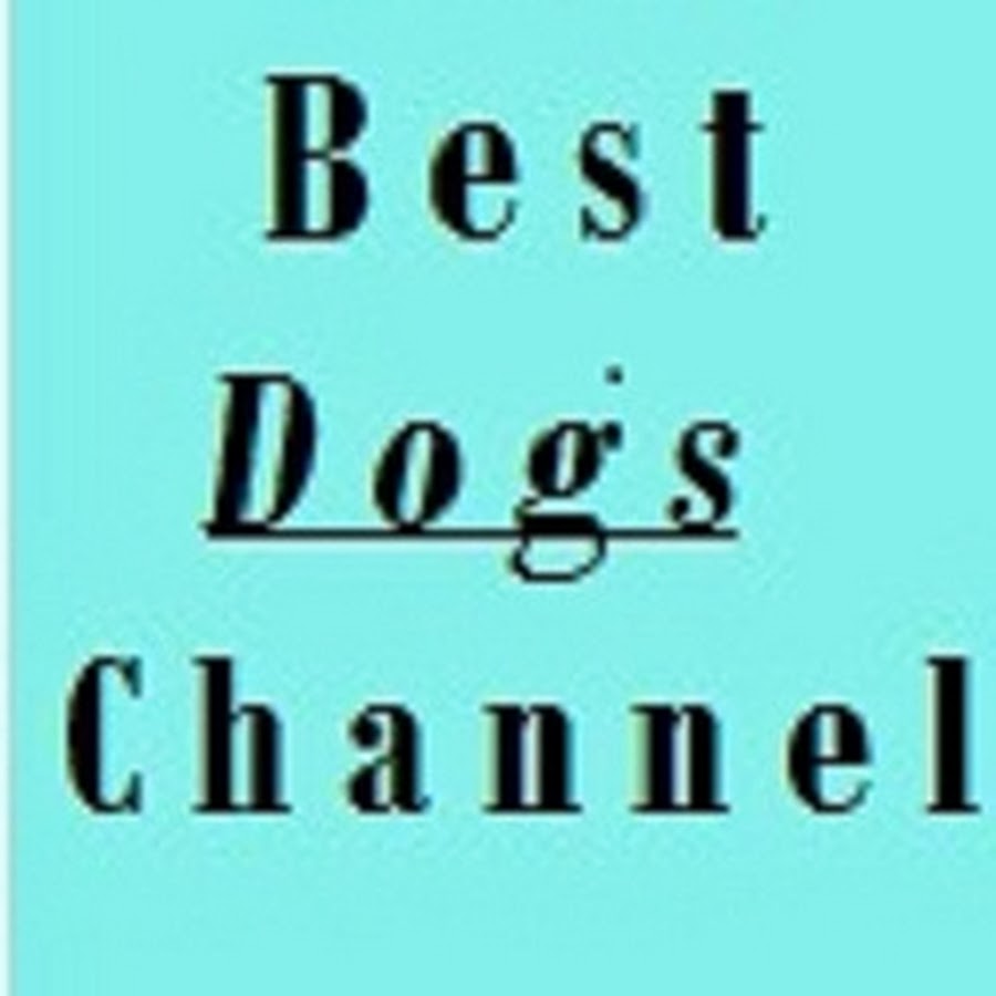 Dog matic رمز قناة اليوتيوب