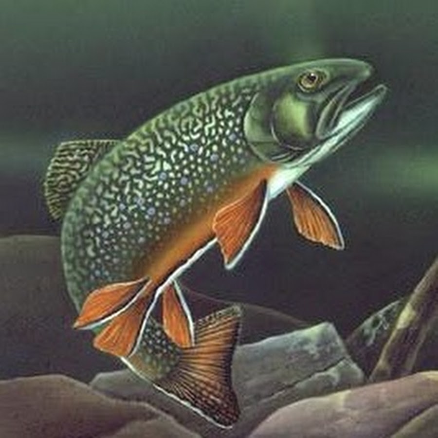 Trout Junkie YouTube channel avatar