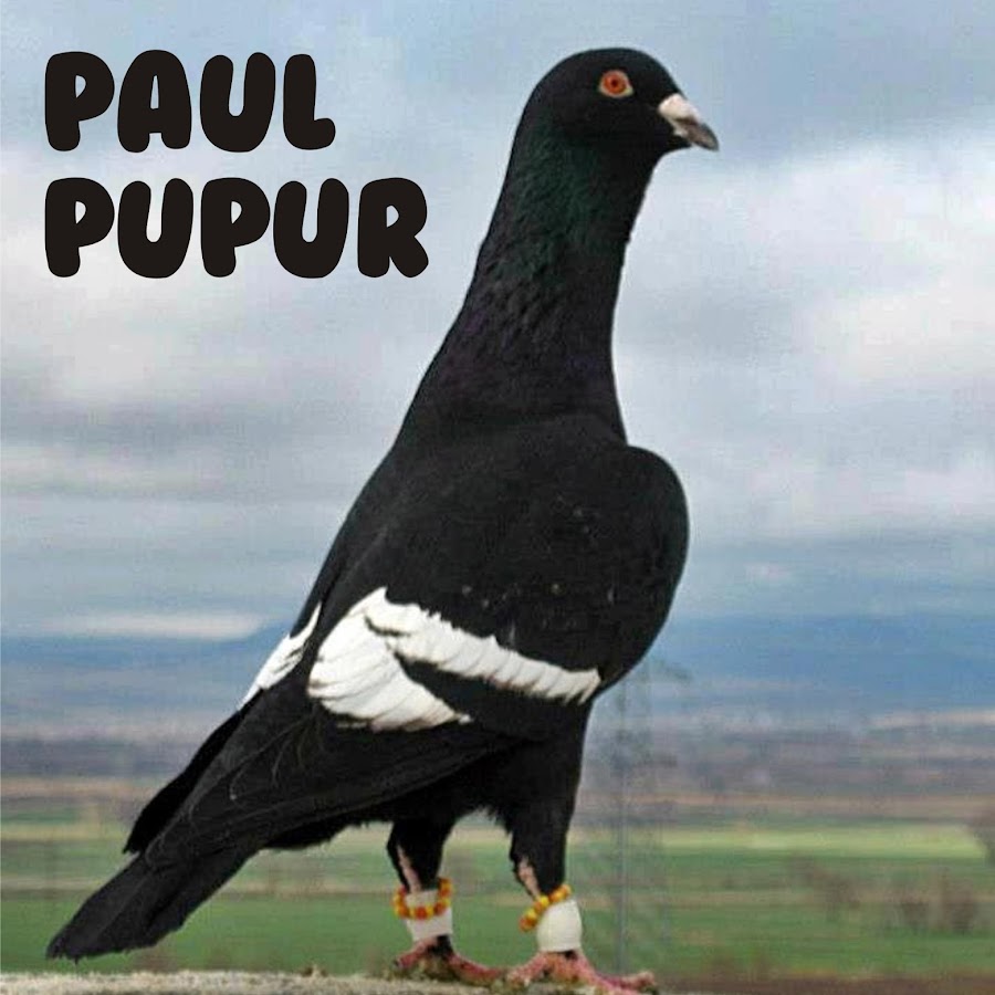 Paul Pupur