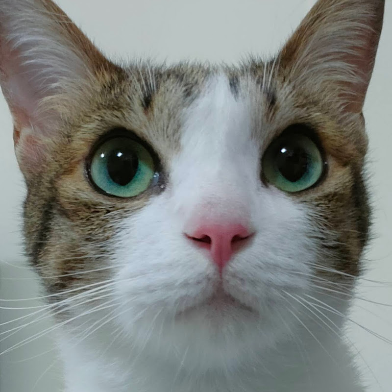 凜 - 網紅的藏寶箱 