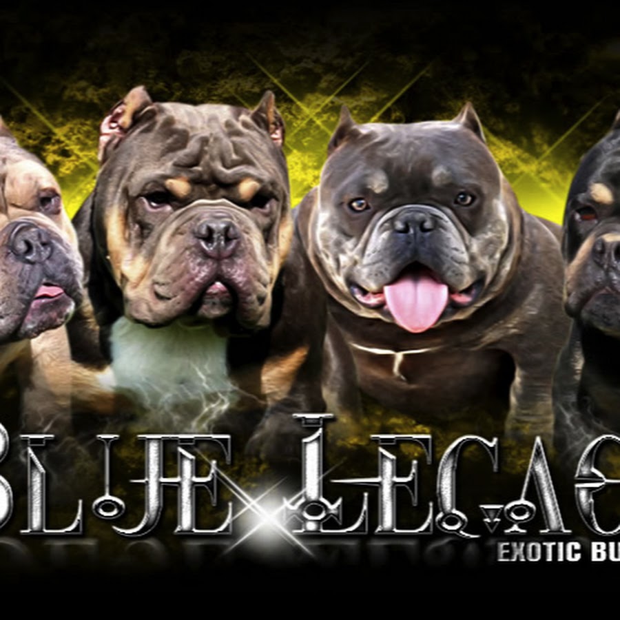Blue Legacy Exotic Bullies رمز قناة اليوتيوب