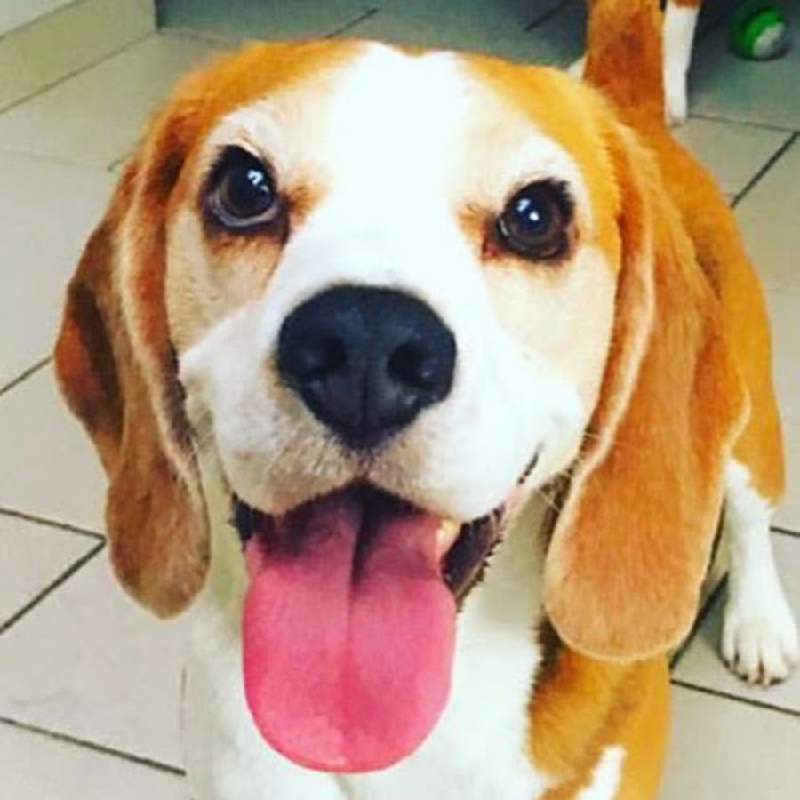 Louie The Beagle Awatar kanału YouTube