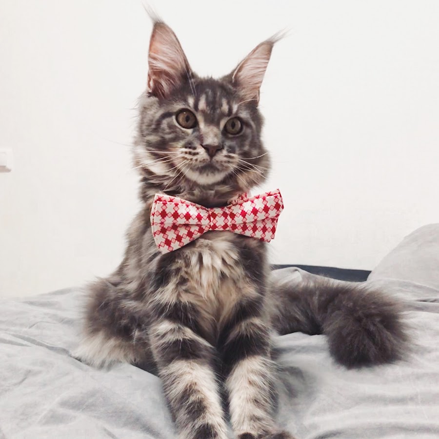 Grace Mainecoon YouTube channel avatar