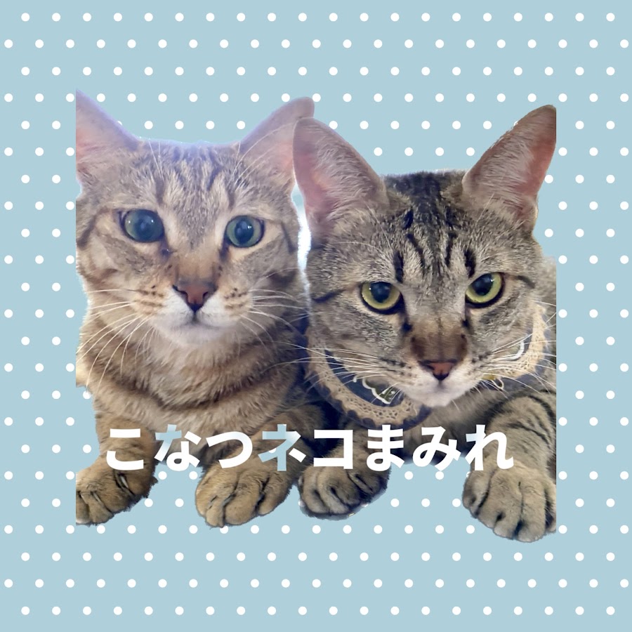 こなつ日和diary 猫まみれ生活 Youtube