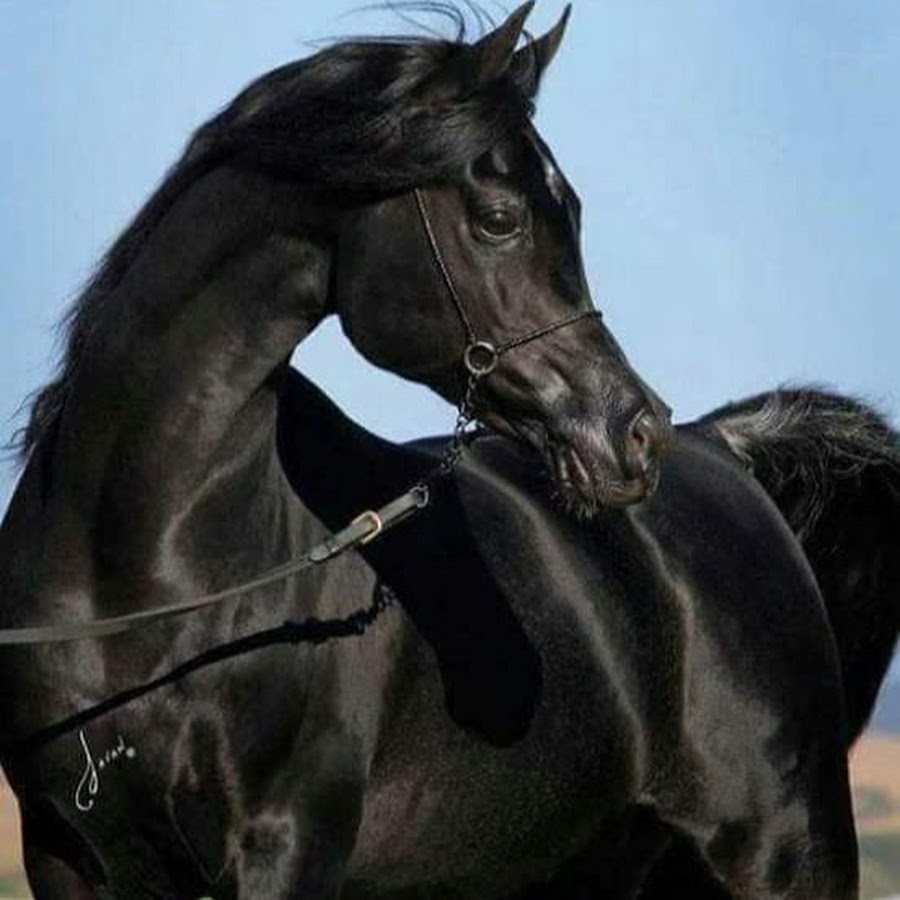 Лошадь черного окраса. Арабо Фризская лошадь. Фризская лошадь гнедая. Арабская лошадь Вороная. Арабский скакун вороной масти.