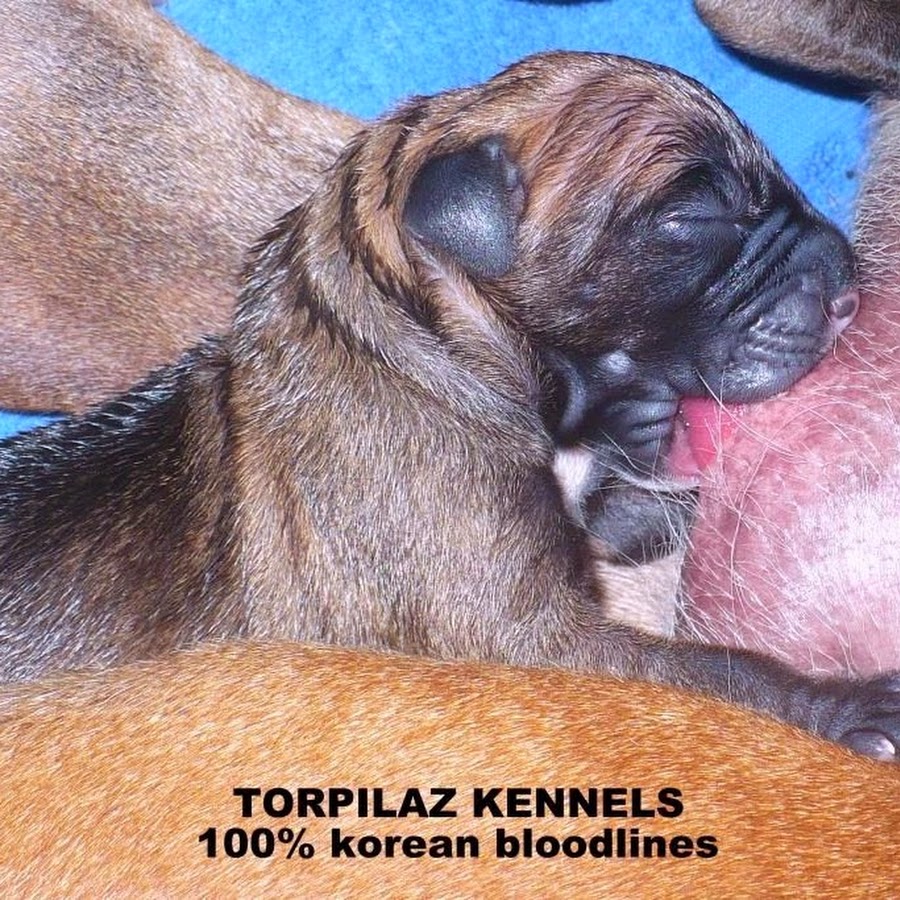 TORPILAZ KENNELS YouTube channel avatar