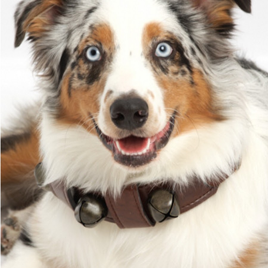 TheWigglebutt YouTube channel avatar