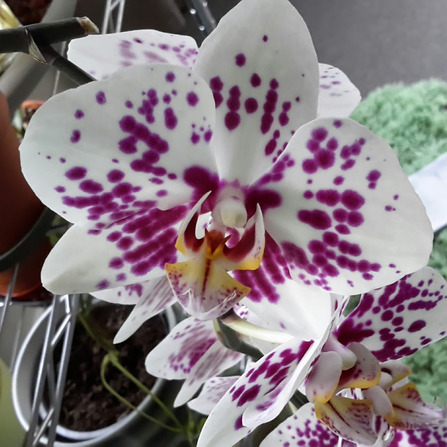Gardening and growing orchids in New Zealand Avatar canale YouTube 
