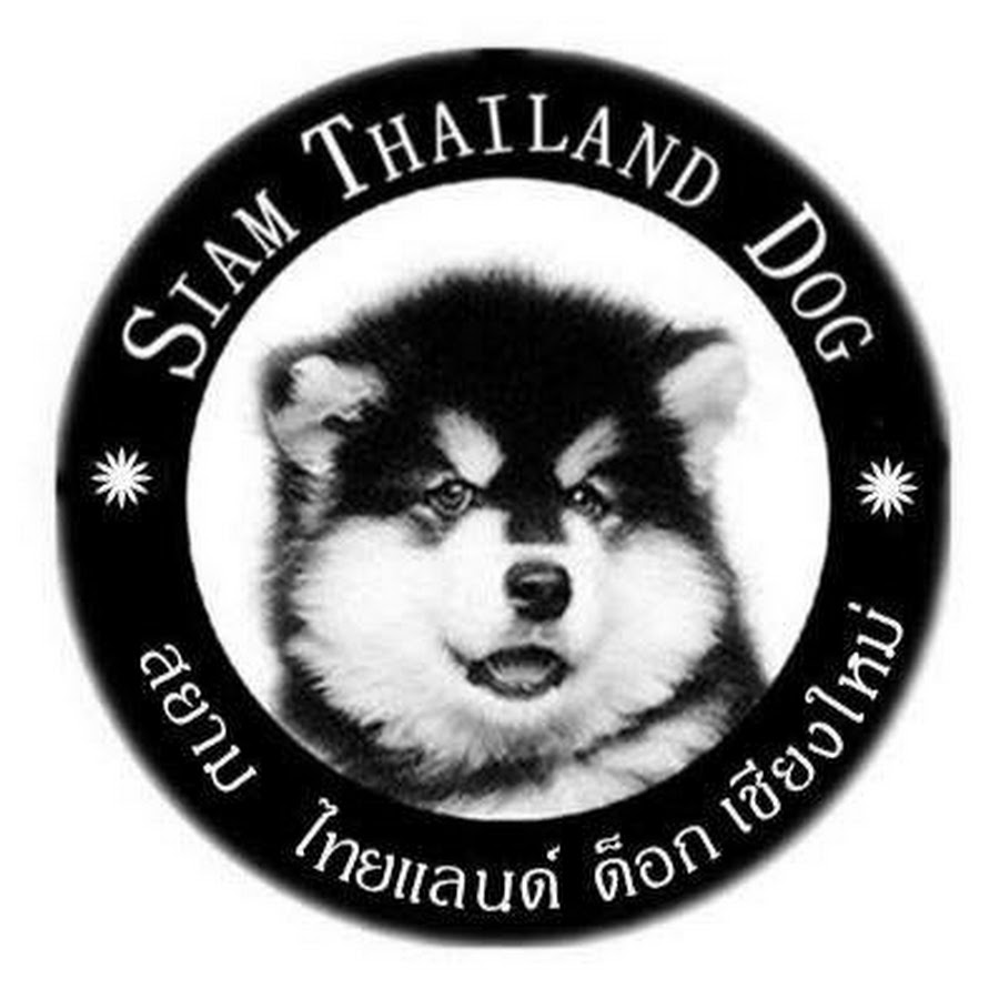 Siam Thailand Dog Chiang Mai Avatar canale YouTube 