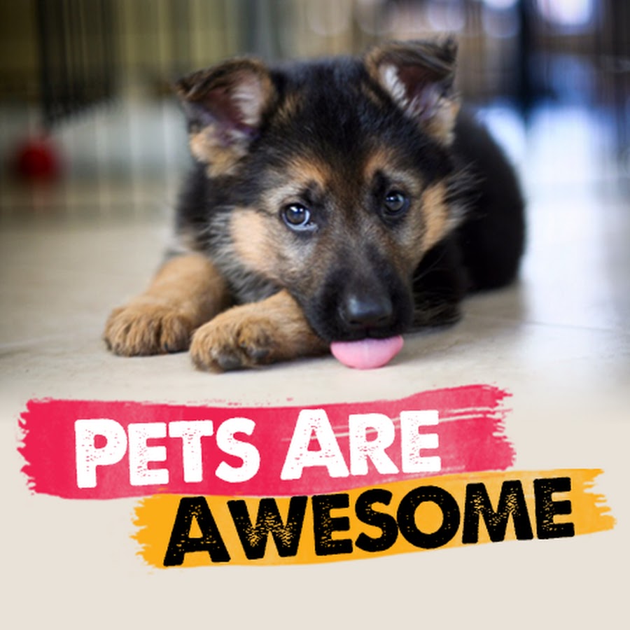 Pets Are Awesome