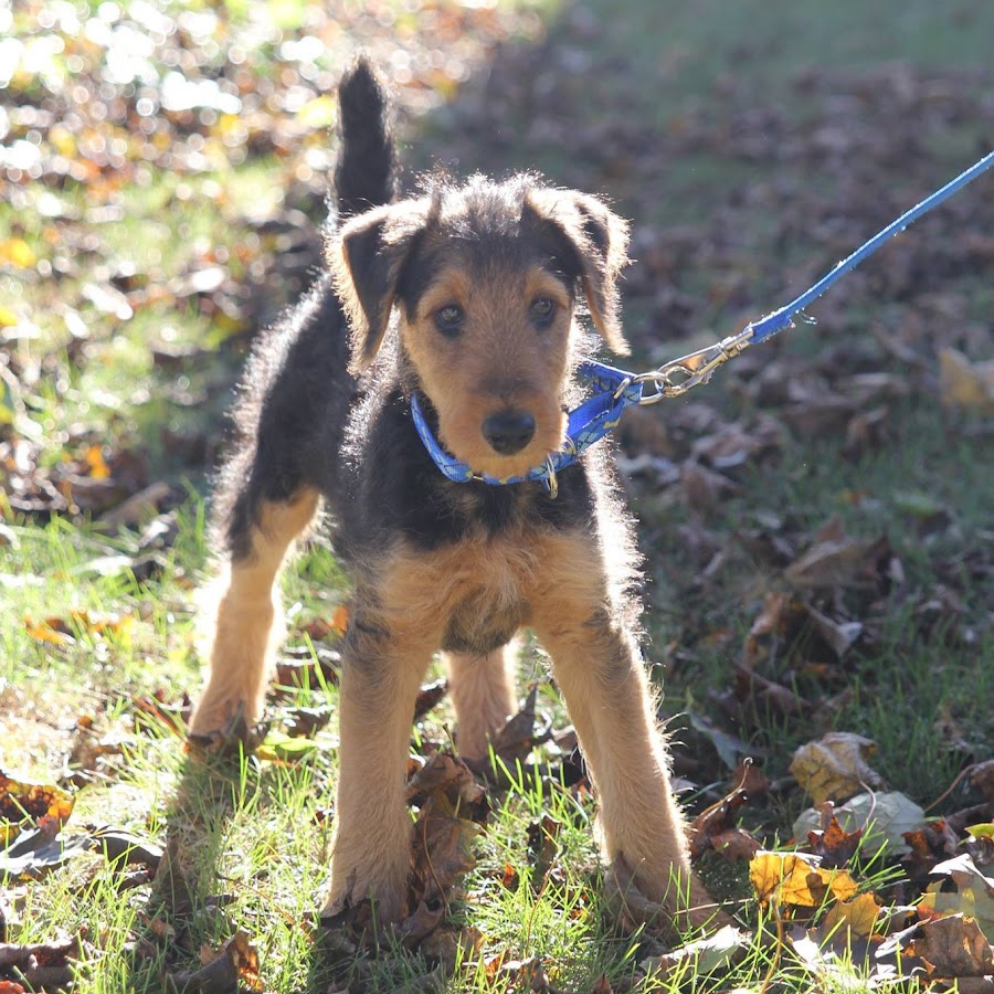 Archimedes the Airedale رمز قناة اليوتيوب