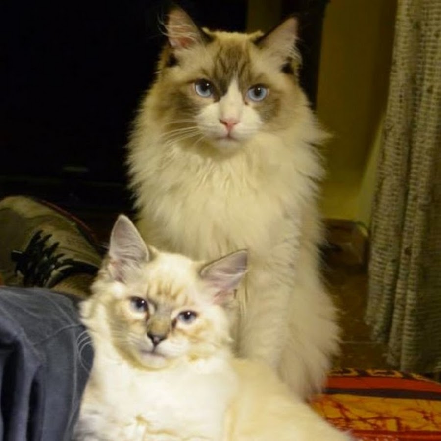 Hercules & Antares The Ragdolls - Cat Clicker Training Awatar kanału YouTube