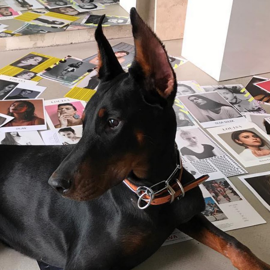 Nikita The Doberman YouTube-Kanal-Avatar