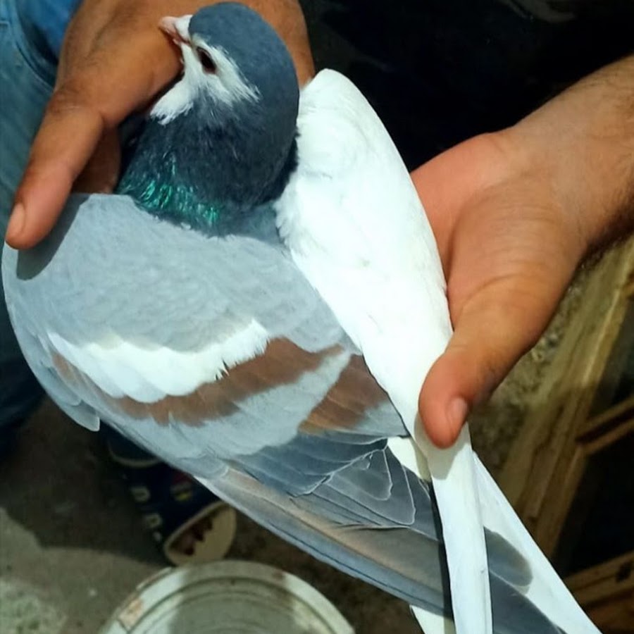 pigeon lovers 786 Avatar de chaîne YouTube