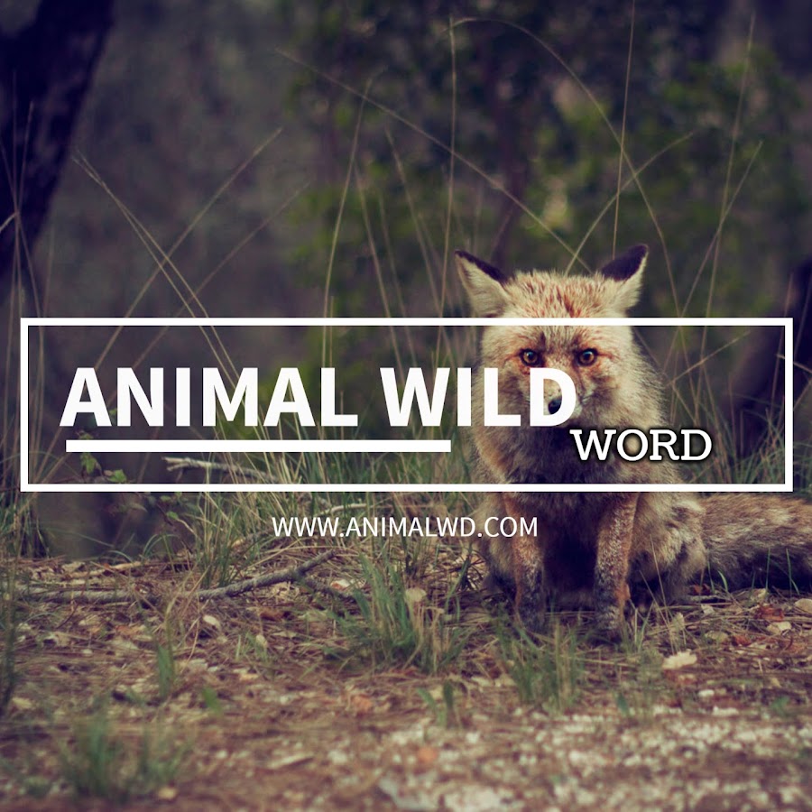 Animal Wild World Avatar canale YouTube 