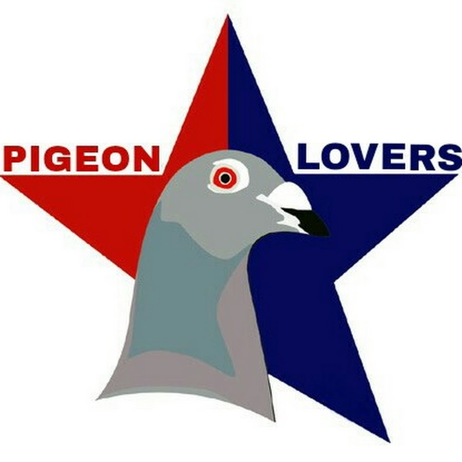 pigeons lover manish zehen Avatar canale YouTube 