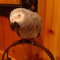 Louis the Pretty Bird & Friends YouTube Profile Photo