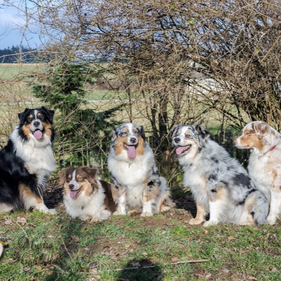 Mystic Highlands Australian Shepherds ইউটিউব চ্যানেল অ্যাভাটার