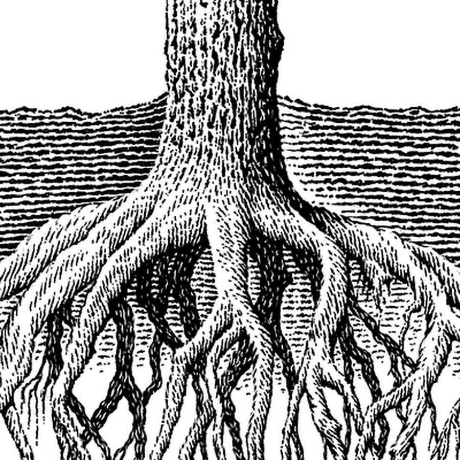 Дерево с корнями в почве. Корневая система дуба обыкновенного. Корневая система платана. Дерево с мощной корневой системой. Корневая система дуба черешчатого.
