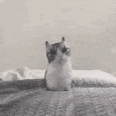 画像をダウンロード lZgê® å 199875-Lz gator vietnam 1967 and 1968