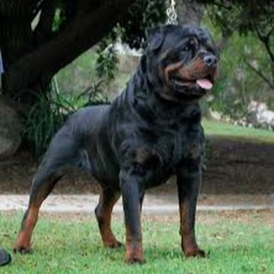 World's most expensive dog breeds 5.037.987 YouTube-Kanal-Avatar