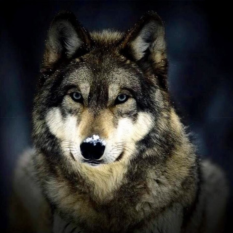 Wolf_Adventures