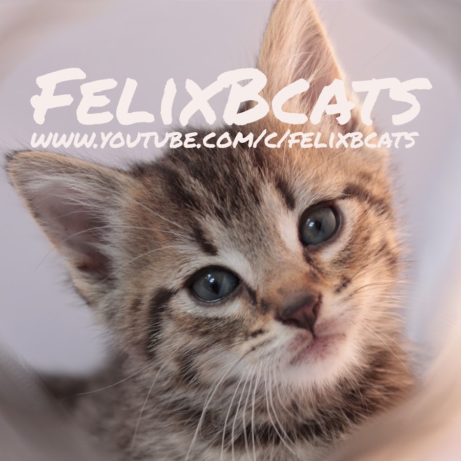 FelixB Cats YouTube channel avatar
