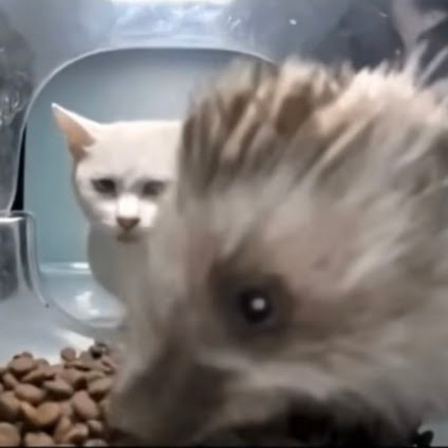 Featured image of post Levi Ackerman Bald