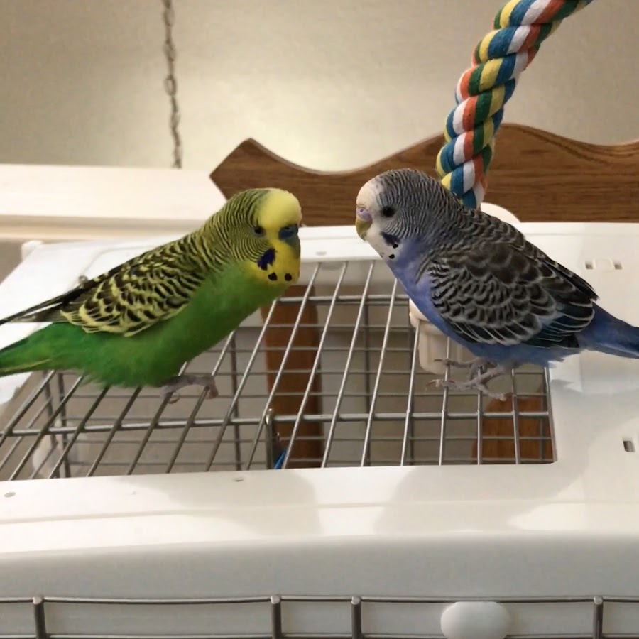 Kiwi and Pixel the Parakeets YouTube channel avatar