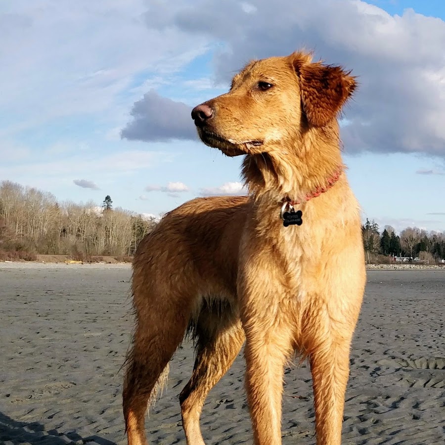 Toffee the Golden Pup YouTube-Kanal-Avatar