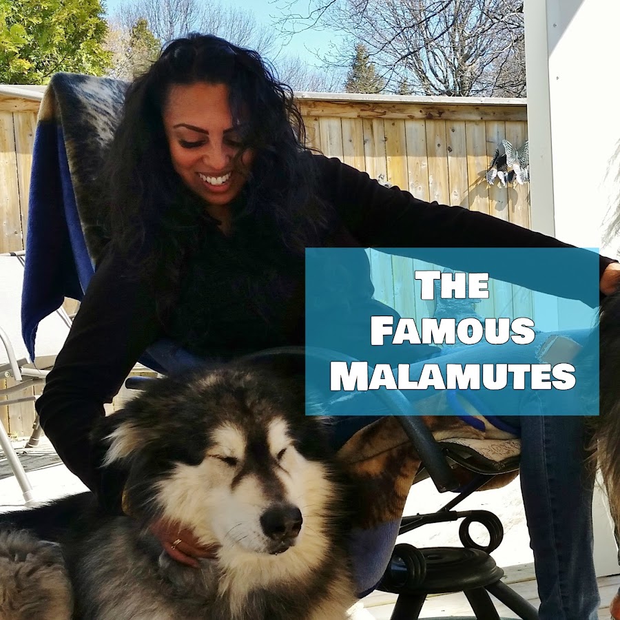 The Famous Malamutes YouTube 频道头像