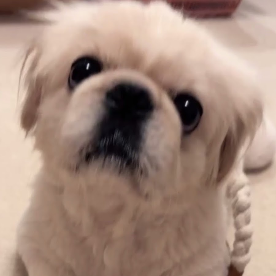 藤本杏奈 Youtube