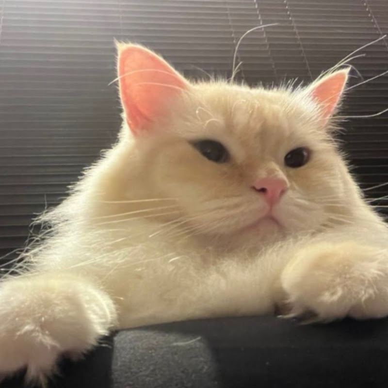 米其倫 - 網紅的藏寶箱 