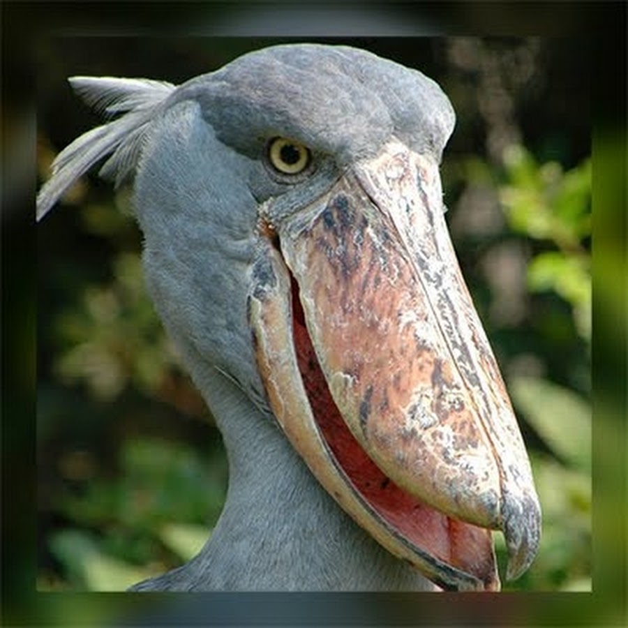 Shoebill Taira رمز قناة اليوتيوب