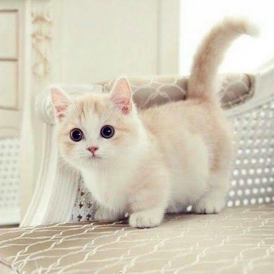 Cute Kittens Channel