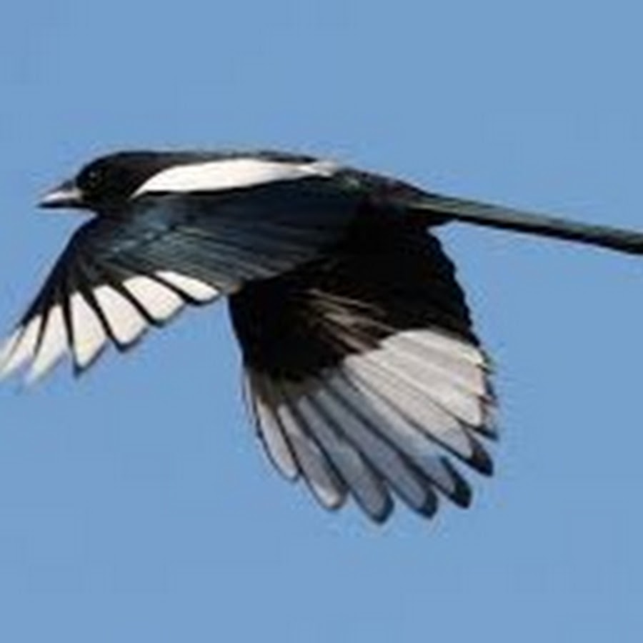 Magpies FlightFX Awatar kanału YouTube