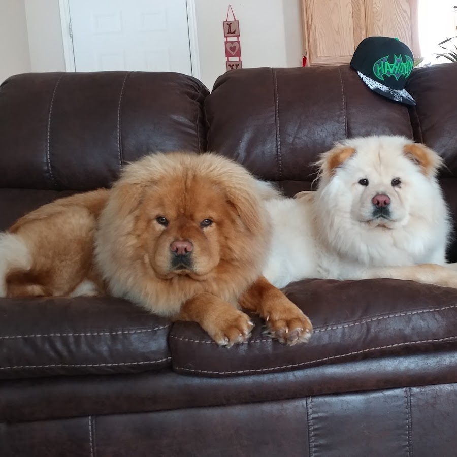 Chow chow Bella and Oso