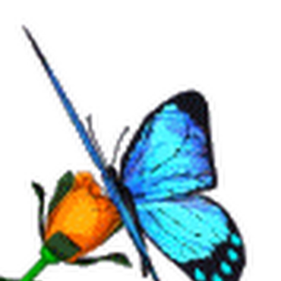 Гифки бабочки для презентации на прозрачном фоне