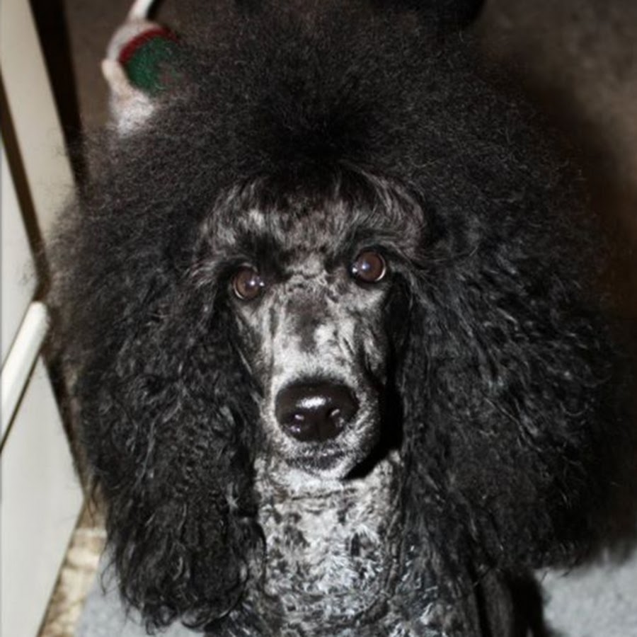 Brightman Standard Poodles Avatar channel YouTube 