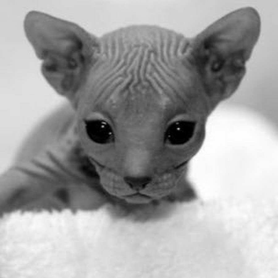 CSC : Cute Sphynx Cats YouTube channel avatar